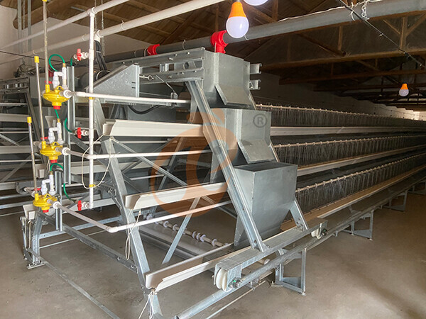 Broiler chicken cage (1) Broiler chicken cage (1)