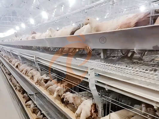 layer chicken cage 8 (2) layer chicken cage 8 (2)