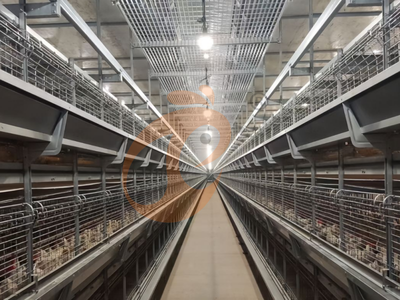Day Old Chicken Cage Design (1)