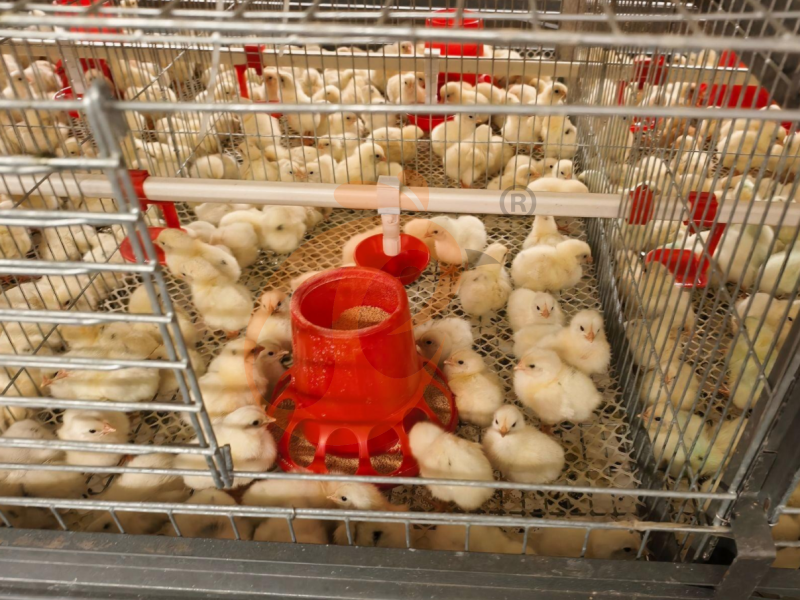 Day Old Chicken Cage Design (9)