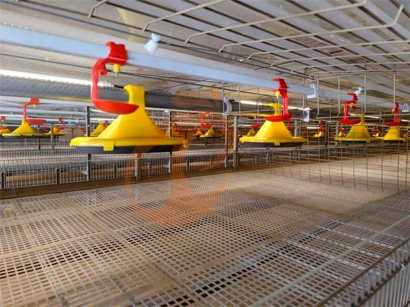 broiler chicken cage design (5)