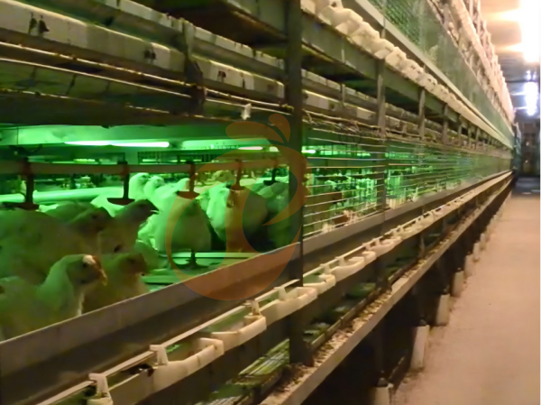 broiler chicken cage (5) broiler chicken cage (5)