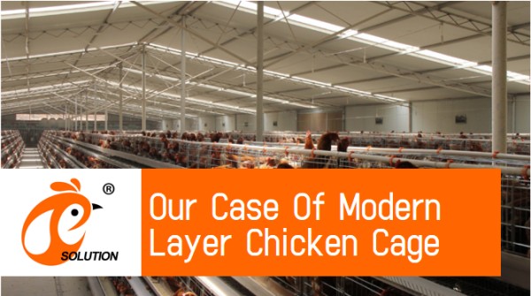 battery cage poultry farm (5) battery cage poultry farm (5)