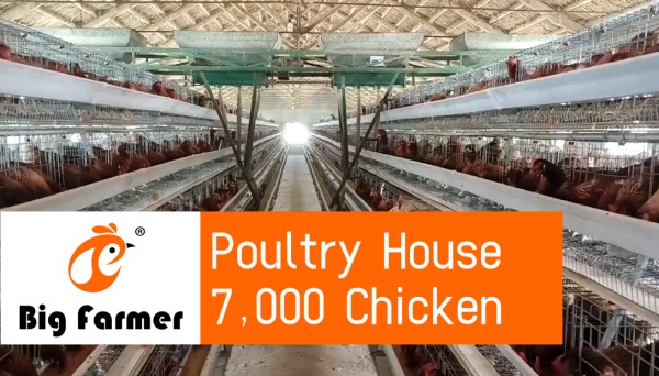 battery cage poultry farm (8) battery cage poultry farm (8)