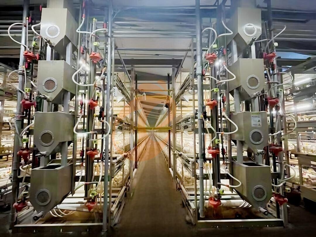 New-Chain-type-Harvesting-Broiler-Cage(1)