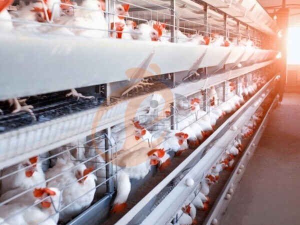 chicken battery cage poultry farming (23)