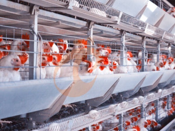 chicken battery cage poultry farming (55)
