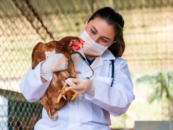 large poultry farm 1 (3) large poultry farm 1 (3)