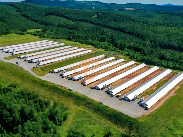 1762356485844718086654078976 Prefab steel poultry house (12)