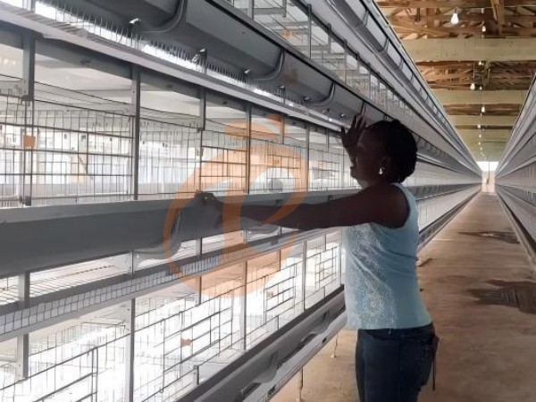 H A chicken battery cage for layers in poultry farm (24) H A chicken battery cage for layers in poultry farm (24)