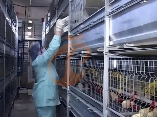 H A chicken battery cage for layers in poultry farm (25)