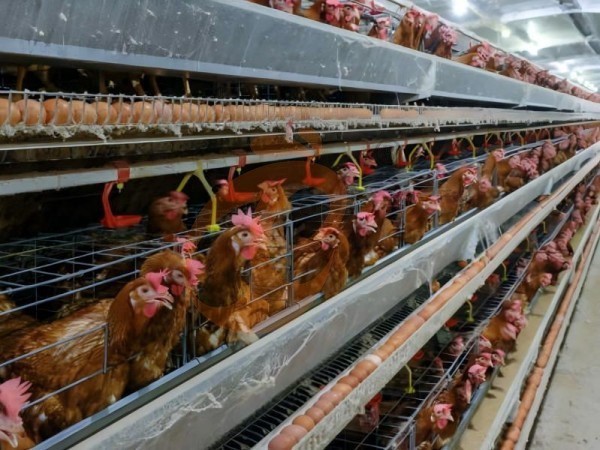 A H layer chicken battery cage price in poultry farm (88)