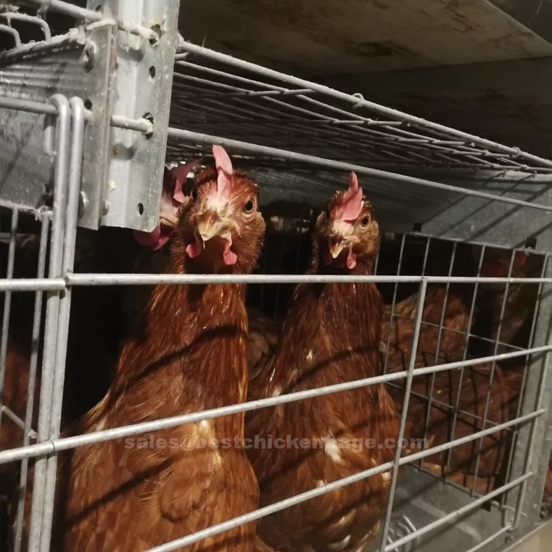 鸡笼或蛋鸡笼H (15).png The use of chicken cage for feeding management