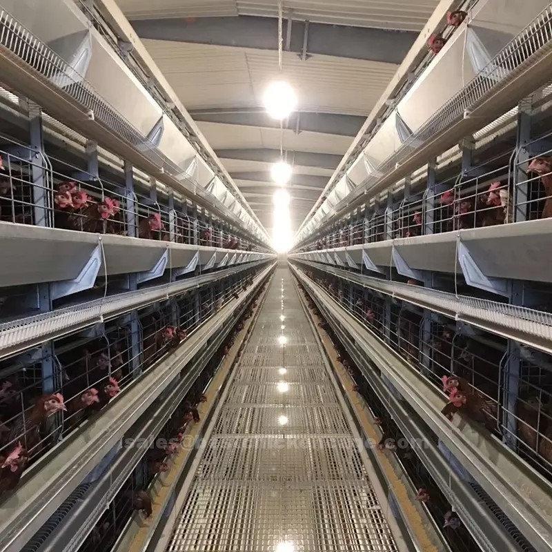 鸡笼或蛋鸡笼H (17).png Introduction of layer cage to poultry farmers