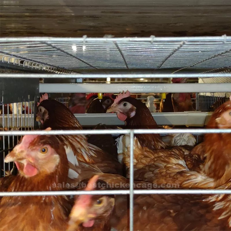鸡笼或蛋鸡笼H (20).png How layer rearing equipment working in poultry farm