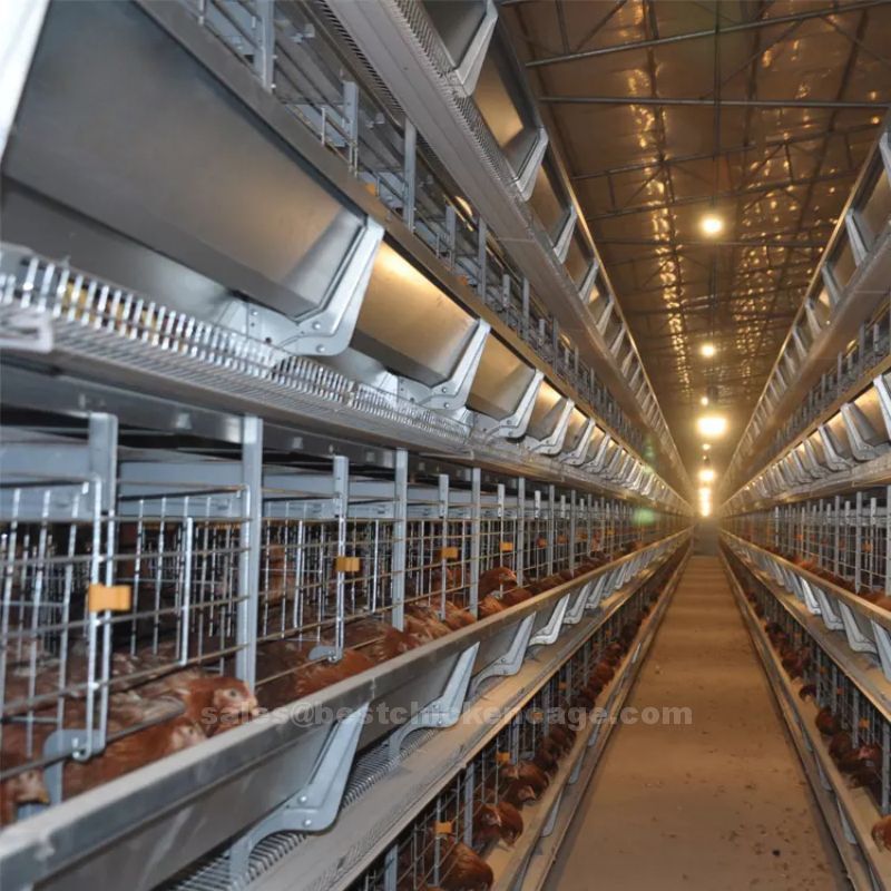 10 tips for disinfecting a chicken house