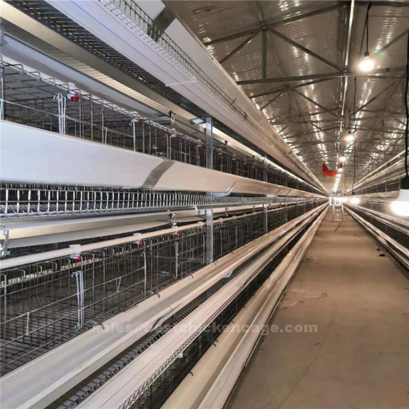 Alternative ways to boost egg production in chicken cage