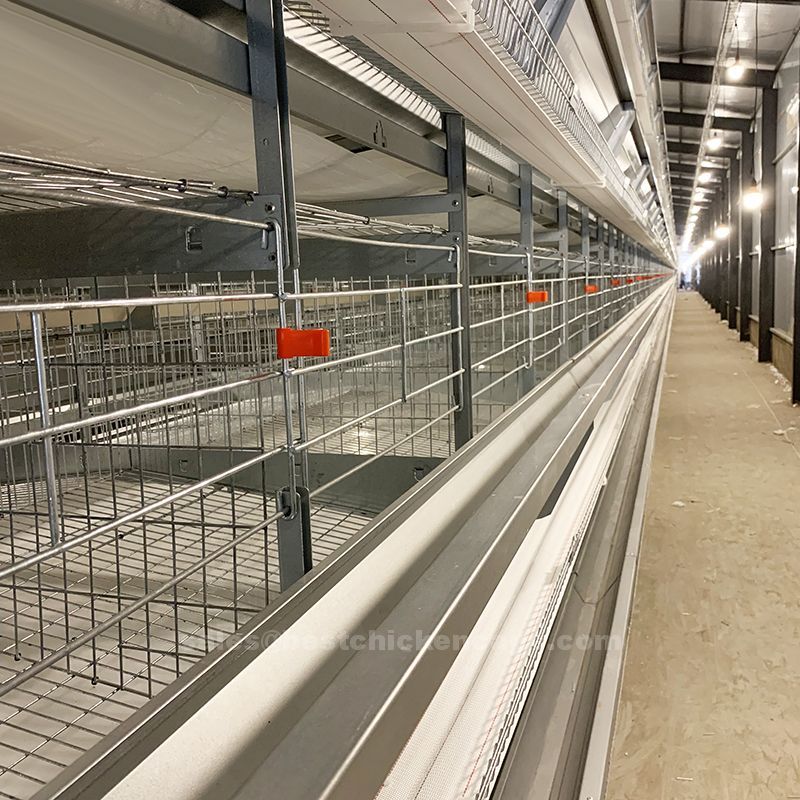 鸡笼或蛋鸡笼H (87).jpg Types of battery cages are designed to collect eggs promptly and efficiently
