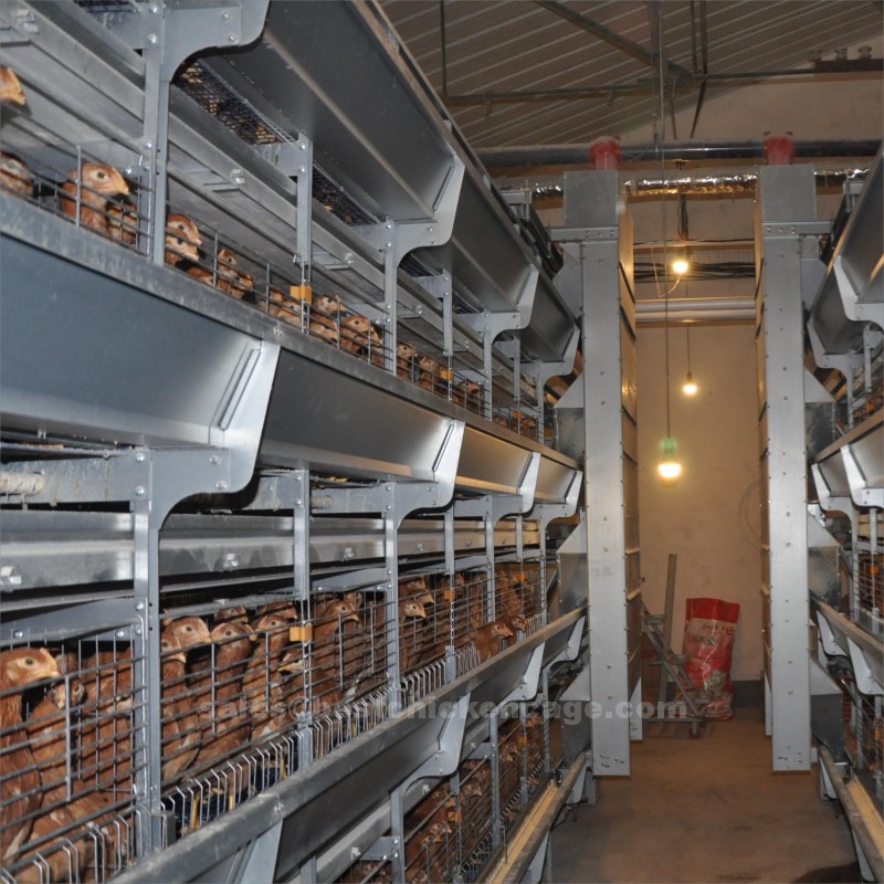 Do you know about the battery cage system in poultry it is equipped with feeding and watering systems, as well as egg collection facilities