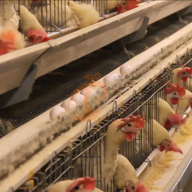 Layer Chicken Cage Design (3)