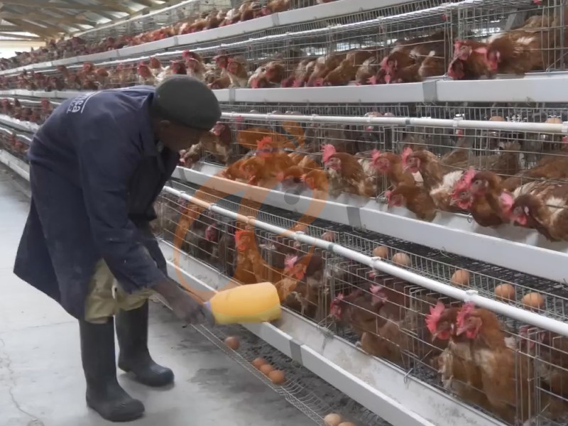 Chicken Cage Design (5)