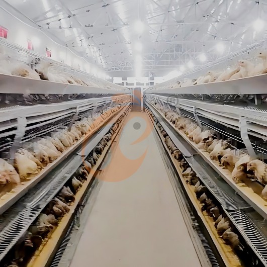 layer chicken cage 8 (3)