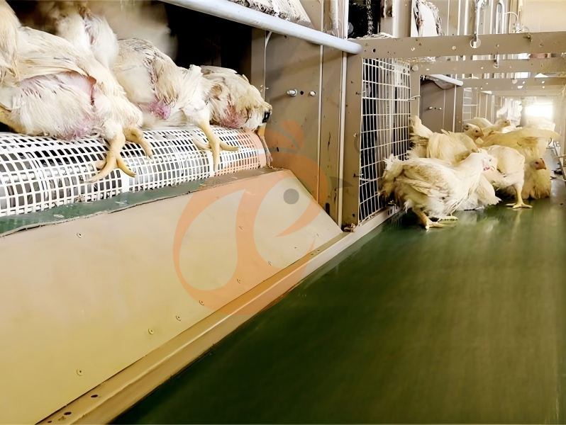 broiler chicken cage design (2) broiler chicken cage design (2)