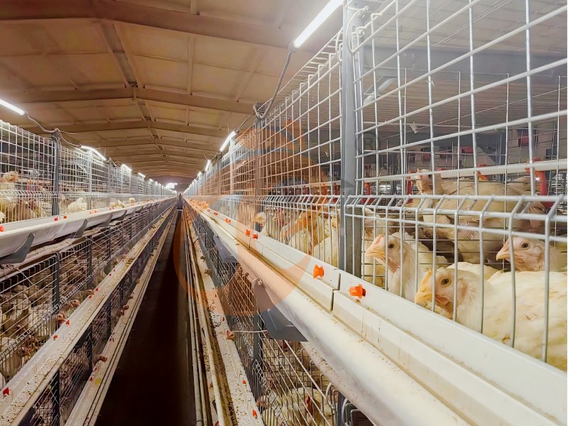 broiler chicken cage  (15)