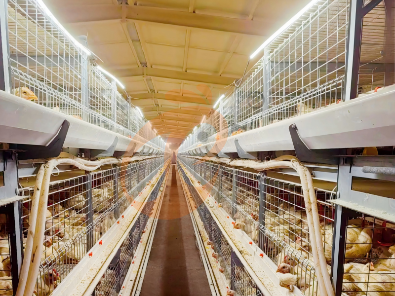 broiler chicken cage  (17)