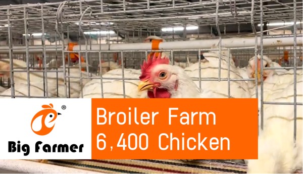 battery cage poultry farm (12) battery cage poultry farm (12)