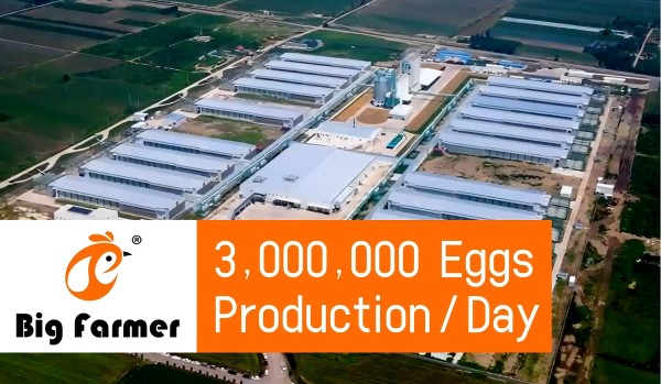 battery cage poultry farm (17) battery cage poultry farm (17)