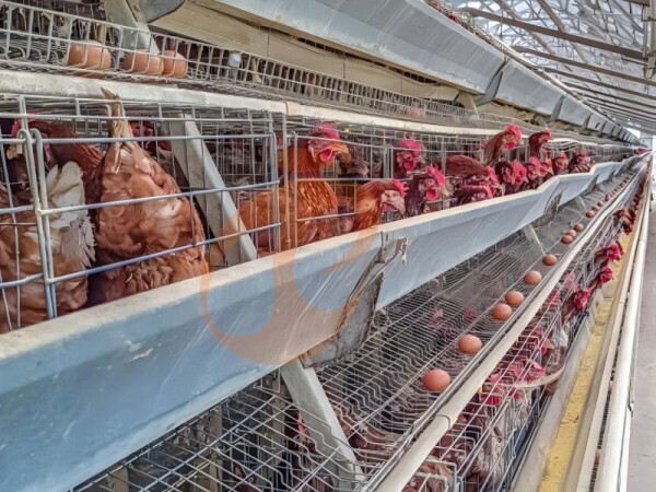 chicken battery cage poultry farm (56)