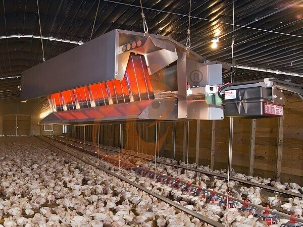 Poultry heater