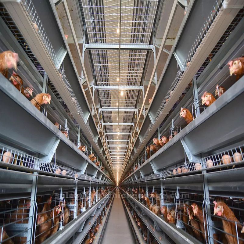 The use of battery cage system in egg production industry