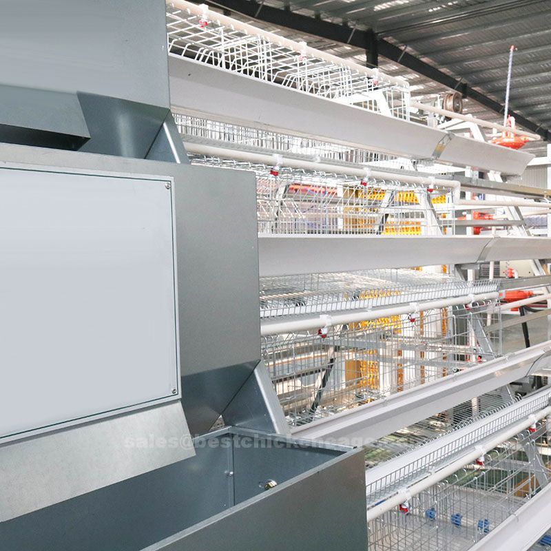 Why battery cage is essential in the poultry farm