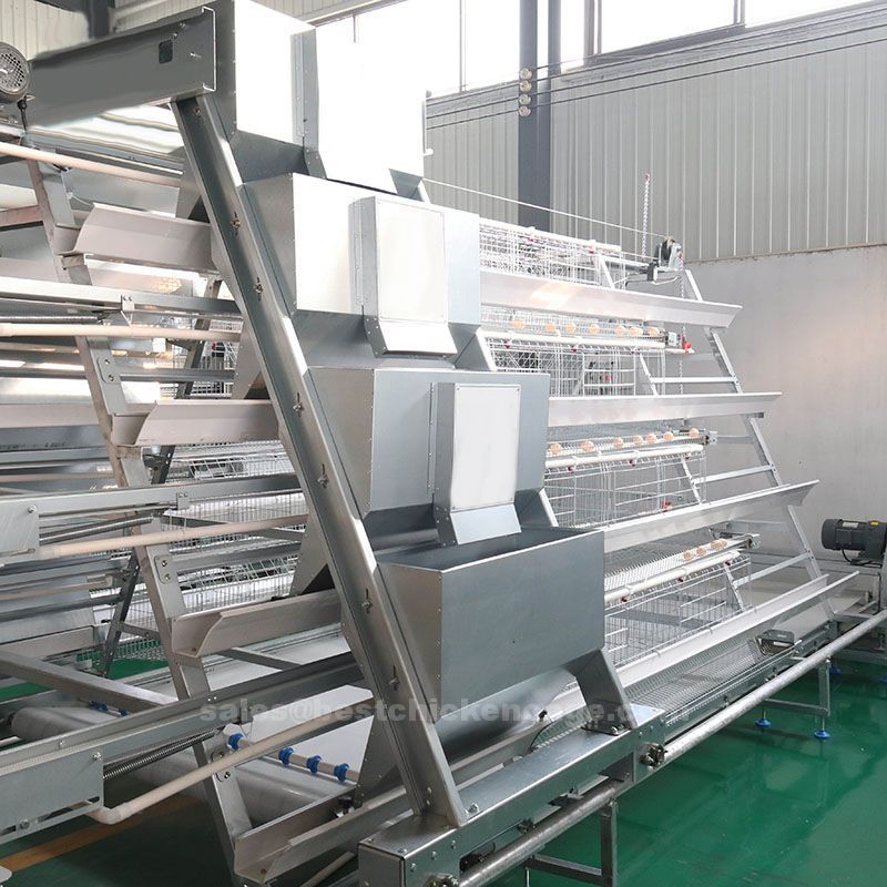 How to improve poultry business as regards to egg production