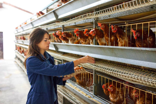 أحدث تصميم لمعدات تربية الدواجن في أقفاص البطاريات الطبقية لتربية الدواجن، مما أدى إلى تحسين جمع البيض