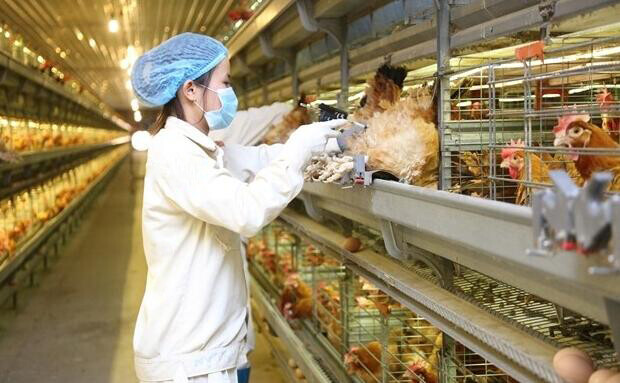 As vantagens de um sistema automático de alimentação de aves para uma granja avícola incluem a redução dos custos de mão de obra e a melhoria da produtividade