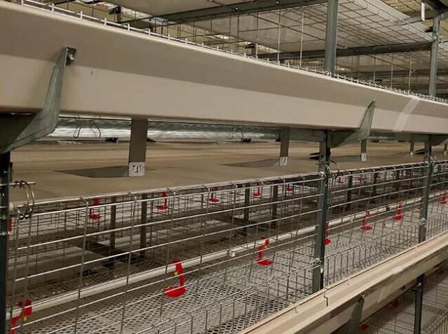 Introdução detalhada sobre o gerenciamento de um sistema de gaiolas em bateria para frangos de corte em ambientes de alta temperatura requer ventilação eficaz