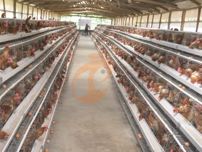 Chicken Cage Design (7) Chicken Cage Design (7)