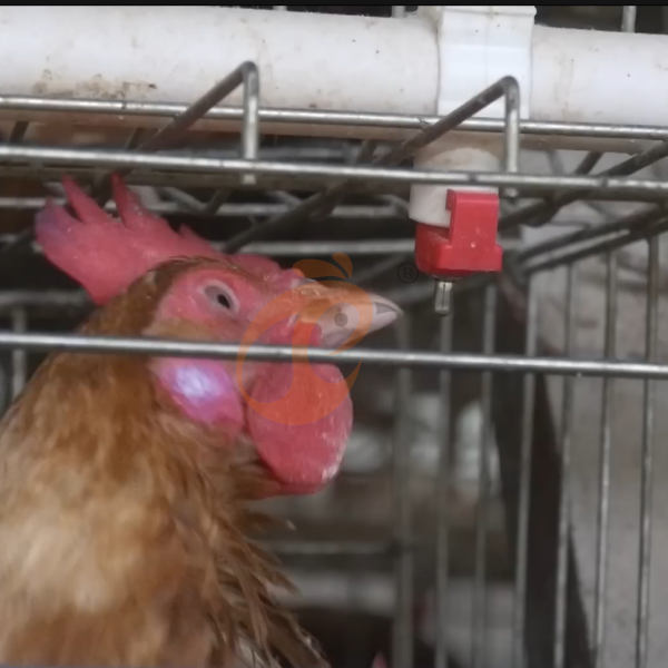 Chicken Cage Design (9)