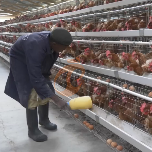 Chicken Cage Design (15)