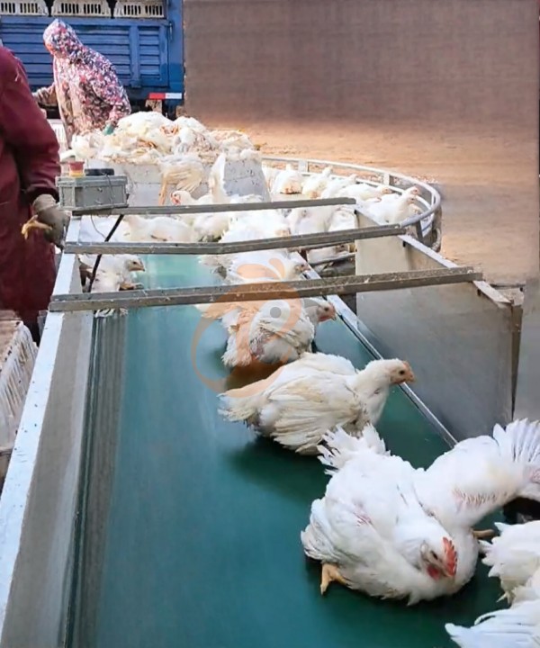 broiler chicken cage design (12)