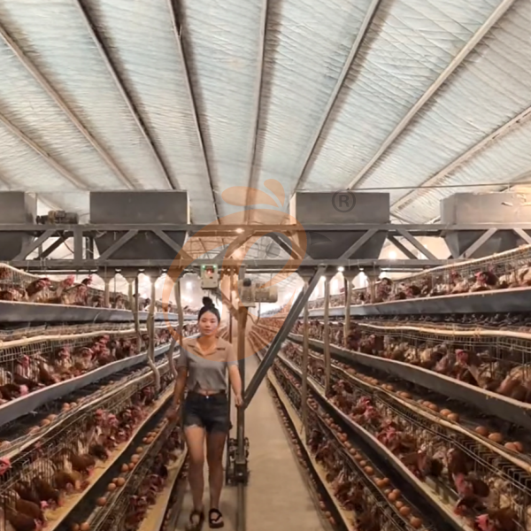 Poultry feeding system (1)