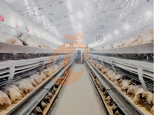 layer chicken cage 8 (1)