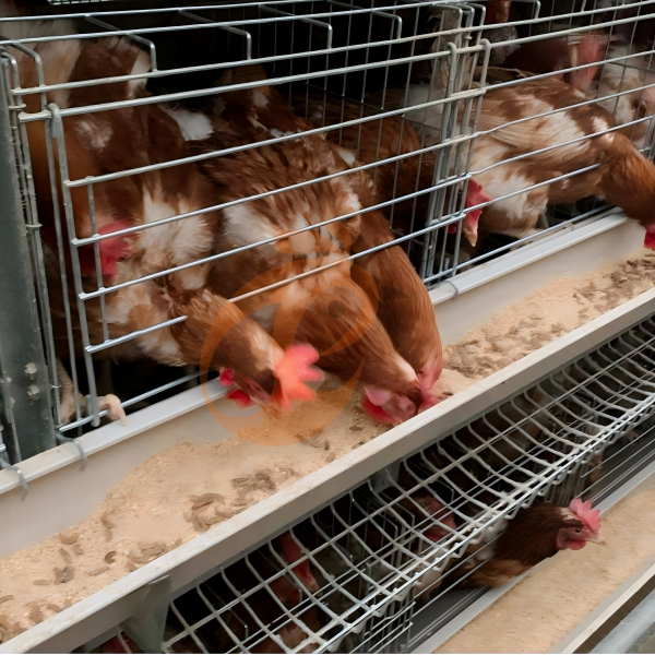 layer chicken cage 6 (3)