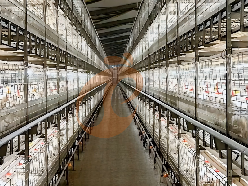 broiler chicken cage design (3) broiler chicken cage design (3)