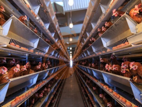 chicken battery cage poultry farming (31) chicken battery cage poultry farming (31)