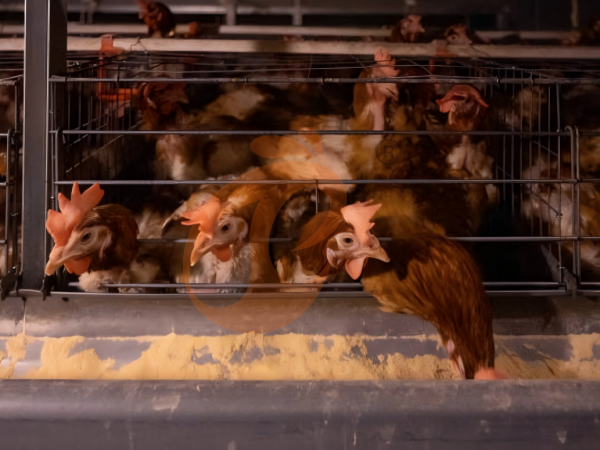 chicken battery cage poultry farm  (3)