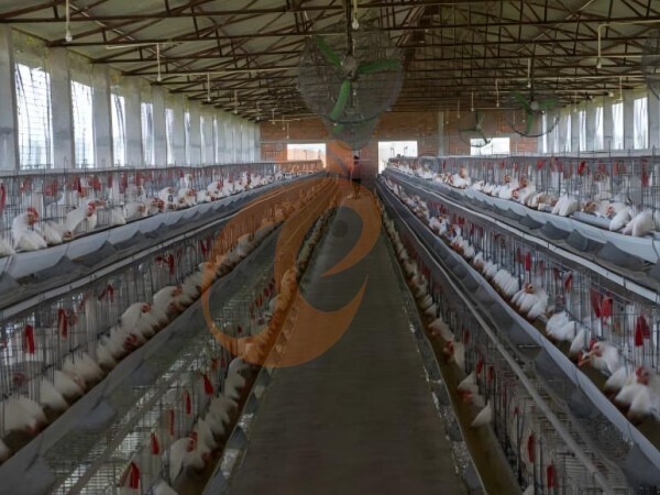 chicken battery cage poultry farm (66)